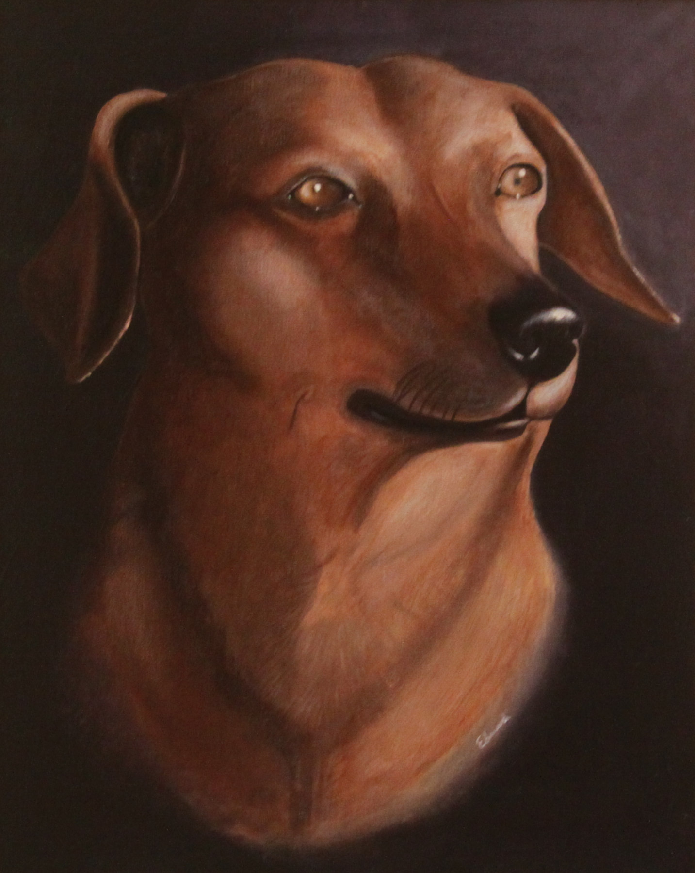 Hound Study in Umber